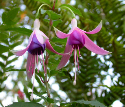 Fuchsia_Helena.jpg