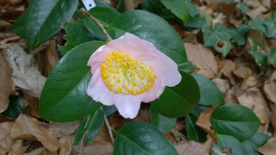 WP_20170401_028 Camellia japonica Benizakura.jpg