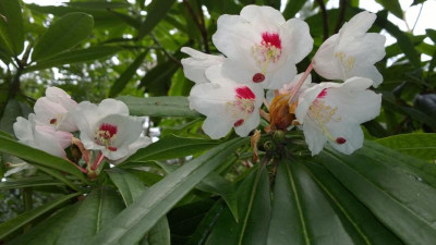 WP_20170401_016 Rhododendron calophytum var. openshawianum C&H 7055.jpg