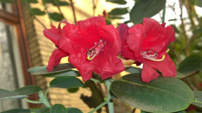 WP_20170401_001 Rhododendron thomsonii Bu270.jpg