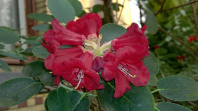 WP_20170401_003 Rhododendron thomsonii Bu270.jpg