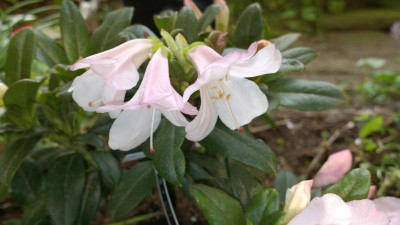 WP_20170401_008 Rhododendron ciliatum BLM324.jpg