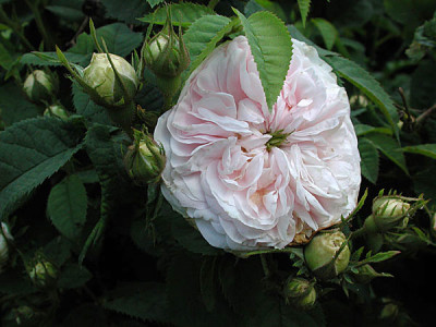 f-parmentier2.jpg