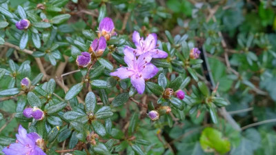WP_20170401_038 Rhododendron impeditumF.20454.jpg