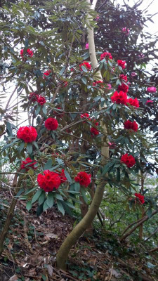 WP_20170401_012 Rhododendron ochraceum C&H 7052.jpg