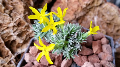Vitaliana primuliflora var. assoana 01.04.17.png