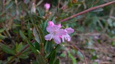 WP_20170401_036 Rhododendron fuyuanense JN 12347.jpg