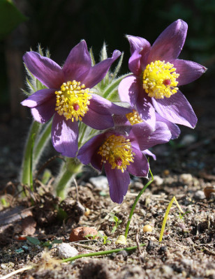 pulspate173.jpg