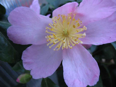 27.11.06._Camellia_sasanqua_Plantation_Pink__008.JPG