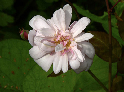 perle-dor.jpg