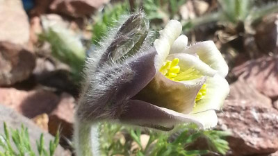 ''echte'' P. georgica Detail.png