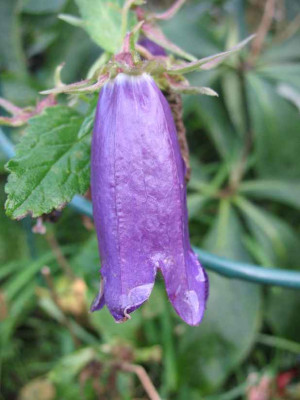 27.11.06._Campanula_Sarastro_032.JPG