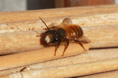 osmicfcorn170101.jpg