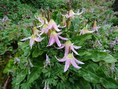 Erythronium revolutum April 2017.jpg