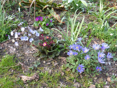2017-04-01 Primula Hepatica Anemone.jpg