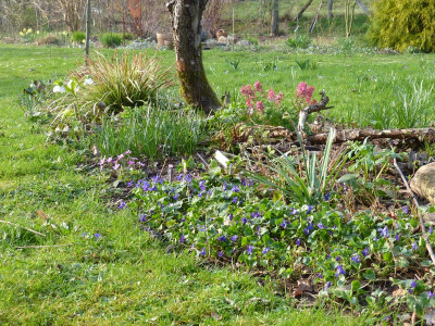2017-04-01 Viola.jpg