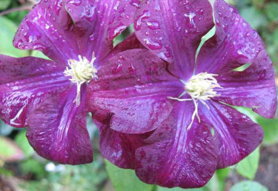 27.11.06._Clematis_Warszawaska_Nike_026.JPG