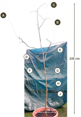 ginkgo3.jpg