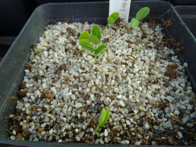 Euonymus grandiflorus Germination März 2017.JPG