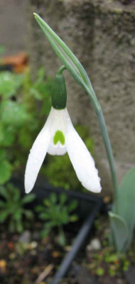 27.11.06._Galanthus_elwesii_var._monostictus_013.JPG