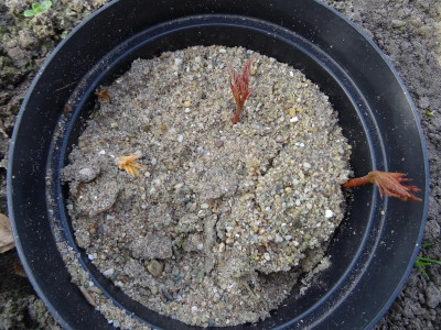 Aesculus x neglecta Germination März 2017.JPG