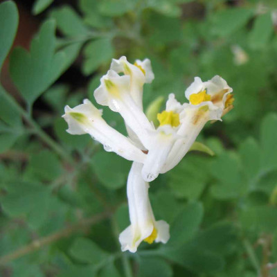 27.11.06._Corydalis_ochroleuca_029.JPG