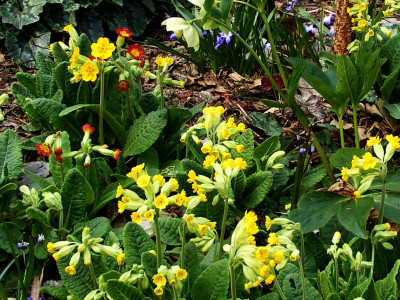 Primula elatior u.veris Nachkommen.JPG