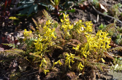 Corydalis_cheilanthifolia.17-2.jpg