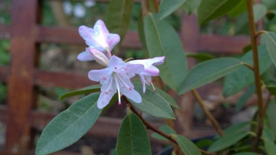WP_20170402_005 Rhododendron xichangense JN12275.jpg