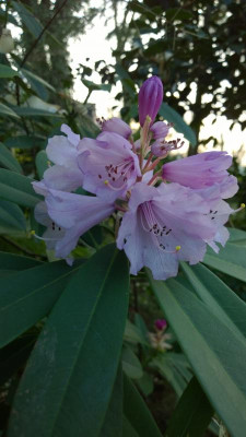 WP_20170402_008 Rhododendron davidii.jpg