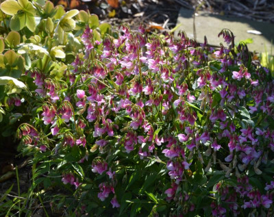 Lathyrus_latifolius.17-1.jpg