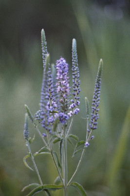 veronica_longifolia.JPG