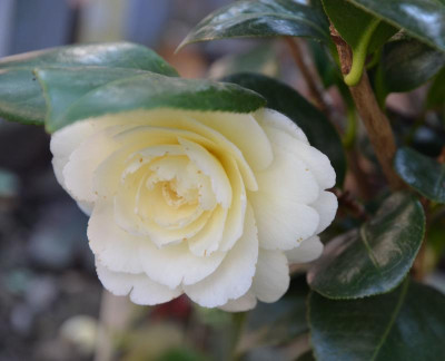 Camellia-Dahnlohnega.17-1.jpg