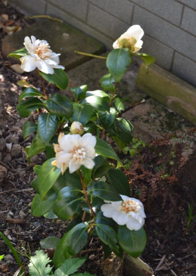 Camellia-JurysYellow.17-3.jpg