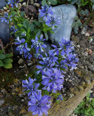 Polygala calcarea 'Lillet' ... 2.4.17 027.jpg