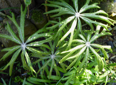 Syneilesis palmata ...   2.4.17 005.jpg