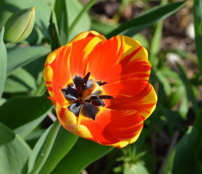 Tulipa-BanjaLuka.17-1.jpg