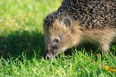 Igel.6.JPG