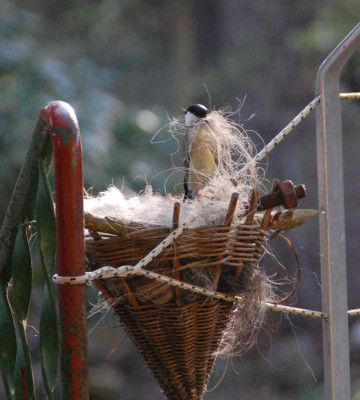 DSC_9508b.jpg