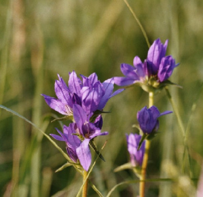 glockenblume.JPG