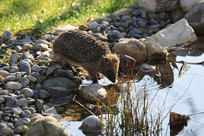 Igel.JPG