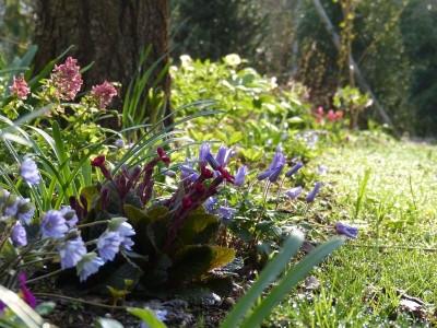 2017-04-02 Gartenimpressionen 1.jpg
