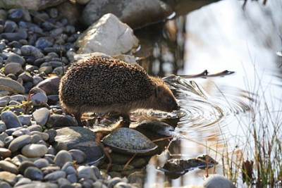 Igel.1.JPG
