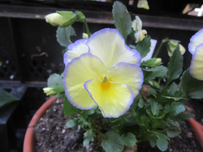 IMG_9739.JPG