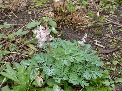 2017-04-02 Dicentra cucullaria 'Pink Punk'.jpg