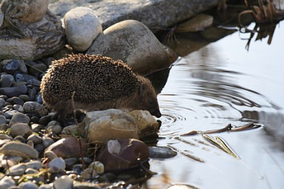 Igel.2.JPG