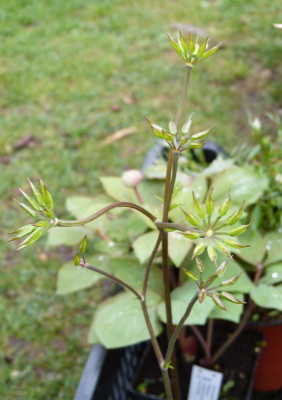 2017-04-02 Coptis japonica var. dissecta.jpg