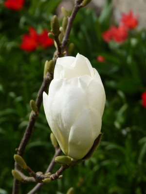 2017-03-31 Magnolia 'Double Diamond'.jpg