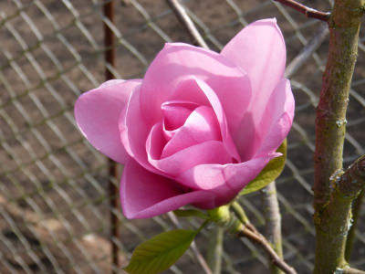 2017-04-02 Magnolia 'Westonbirt'.jpg