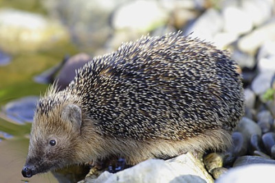 Igel_4.JPG